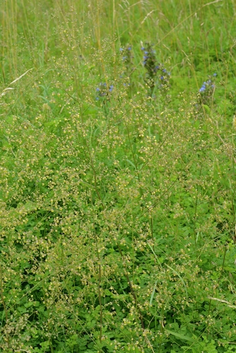 Thalictrum minus iNat (1)