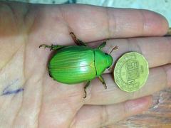 Chrysina
