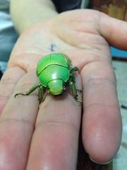 Chrysina