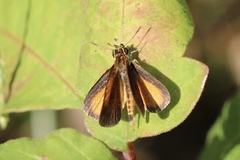 Ancyloxypha