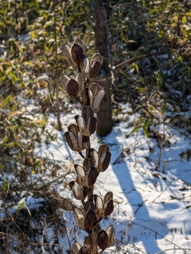 Image of Cardiocrinum cordatum by (c) Simone Littledale, some rights reserved (CC BY)