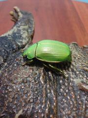 Chrysina