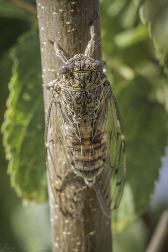Cicada barbara
