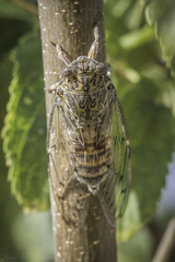 Cicada barbara lusitanica