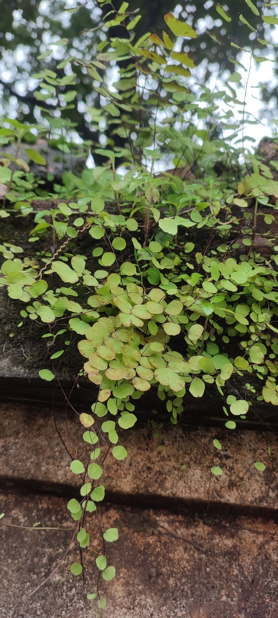 Adiantum capillus-junonis — ảnh 3