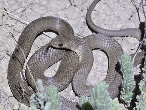 Eastern Brown Snake sighting