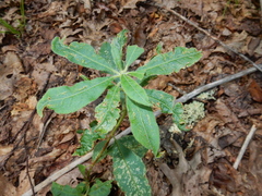 Rhododendron calendulaceum