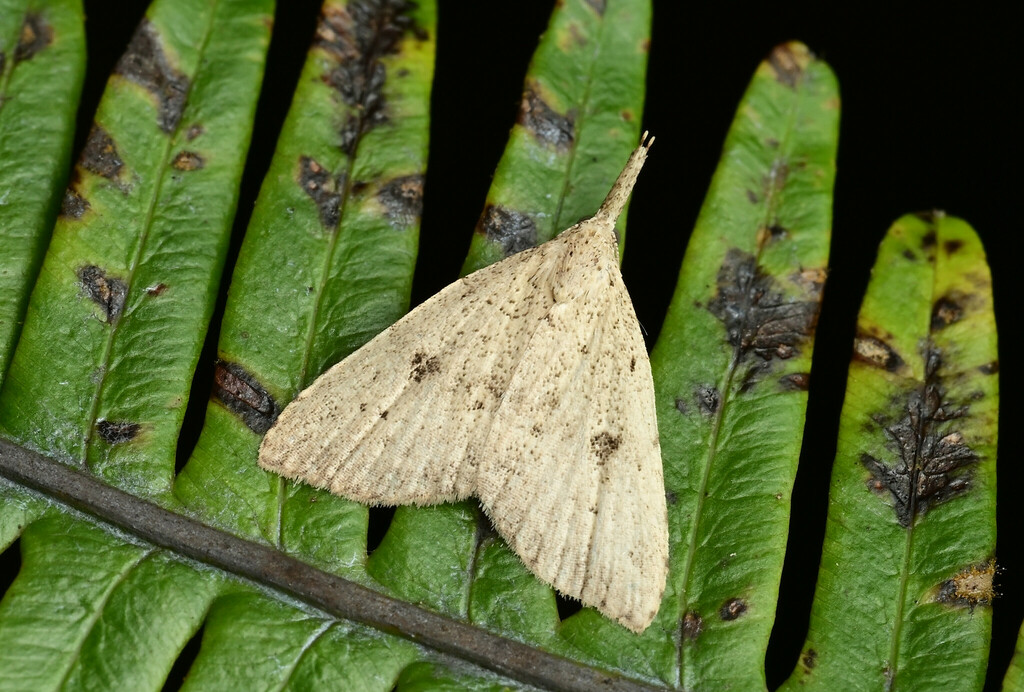 Chusaris angulata