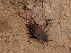 Silpha carinata