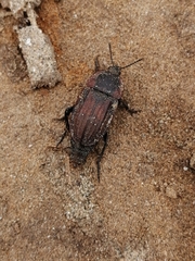 Silpha carinata