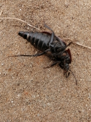 Silpha carinata