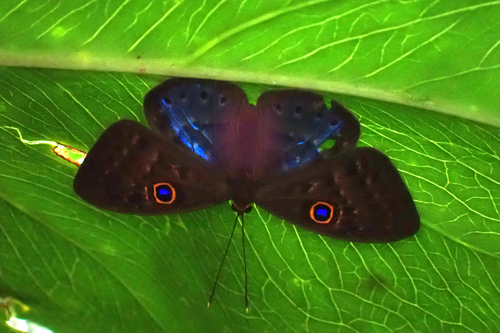 Blue-winged Eurybia Butterfly