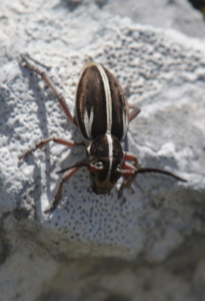 Dorcadion arenarium