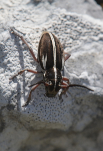 Dorcadion arenarium