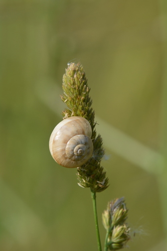 slimáky (Stylommatophora)