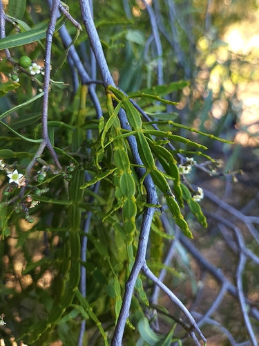 Image of Geijera parviflora by (c) jaimshae, some rights reserved (CC BY)