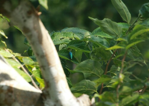 Celtis boninensis iNat (1)