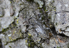 Mesosa nebulosa