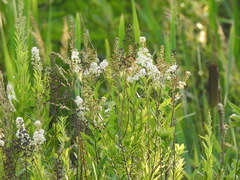 Spiraea alba alba