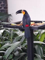 Ramphastos vitellinus