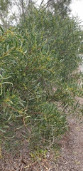 Acacia cupularis