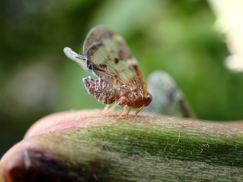 Passionvine hopper | Native Nature