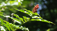 Costus comosus