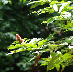 Costus comosus