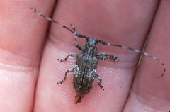 Mesosa nebulosa