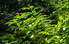 Costus comosus