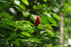 Costus comosus