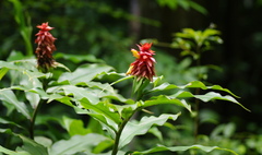 Costus comosus