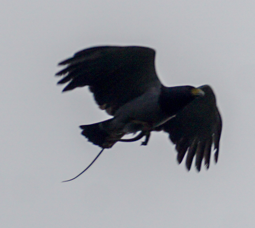 Barred Hawk (Morphnarchus princeps), photo 6