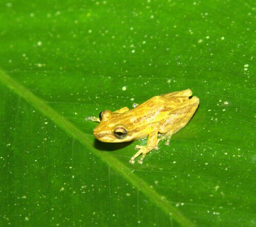 Scinax cardosoi