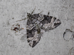 Eulithis explanata