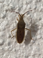 Homoeocerus marginiventris