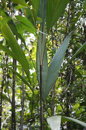 Dypsis mangorensis