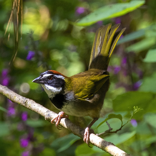 Collared Towhee (Pipilo ocai)