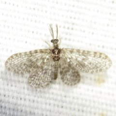 Nallachius pulchellus