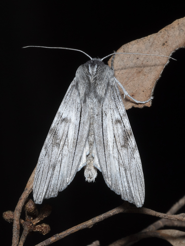 Capusa cuculloides (Felder, 1874)