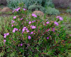 Ruschia langebaanensis