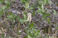 Salix richardsonii