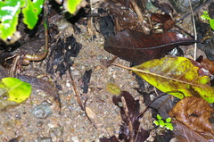 Costus comosus