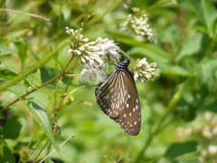 Euploea mulciber barsine