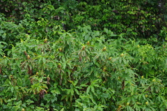 Costus comosus