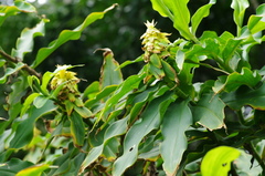 Costus comosus
