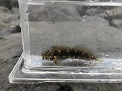 Istiblennius edentulus