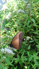 Euploea mulciber barsine
