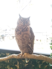 Bubo