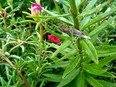 Platycleis intermedia